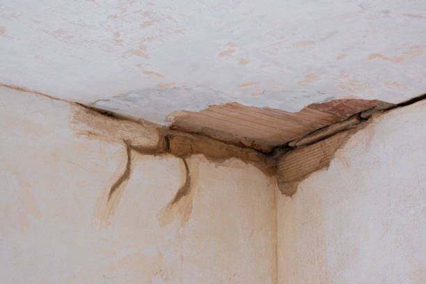 Best Mold removal after water damage  in Timberlane, IL