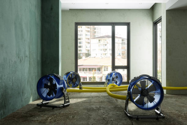 Best Basement water damage restoration  in Timberlane, IL
